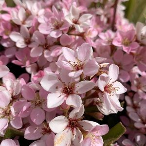 Meet your Posher, Areceli